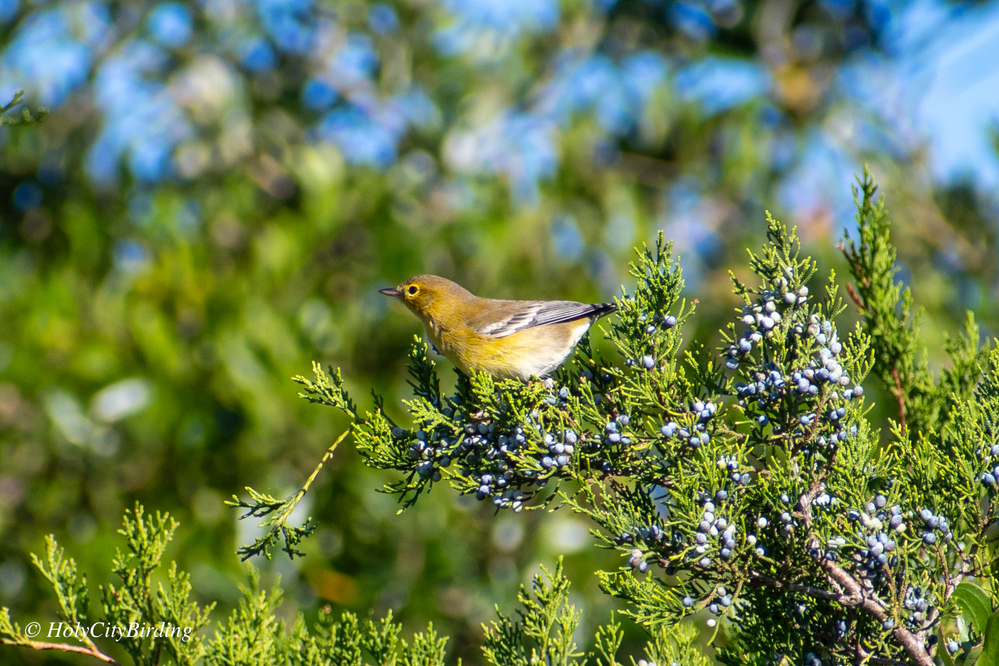 Pine Warbler Pine Warbler