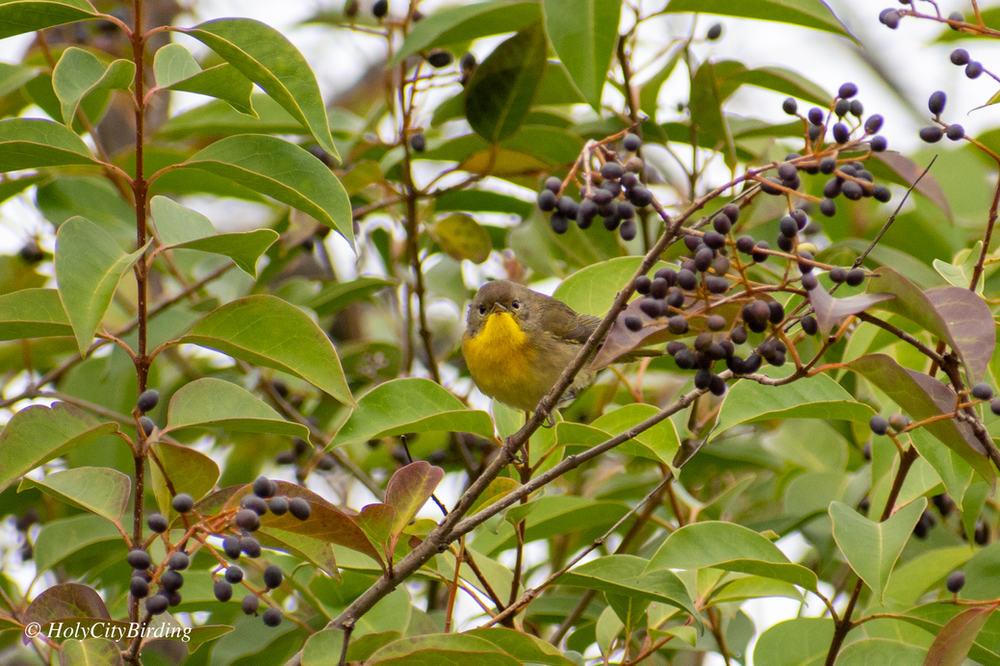 Common Yellowthroat