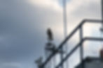 Red-tailed Hawk
