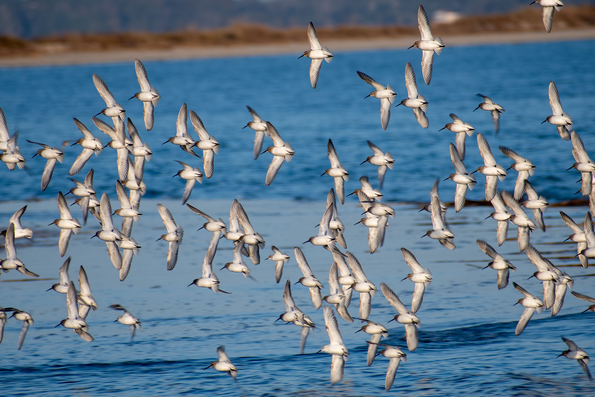 Dunlin, 1 Sanderling, 1 Least 