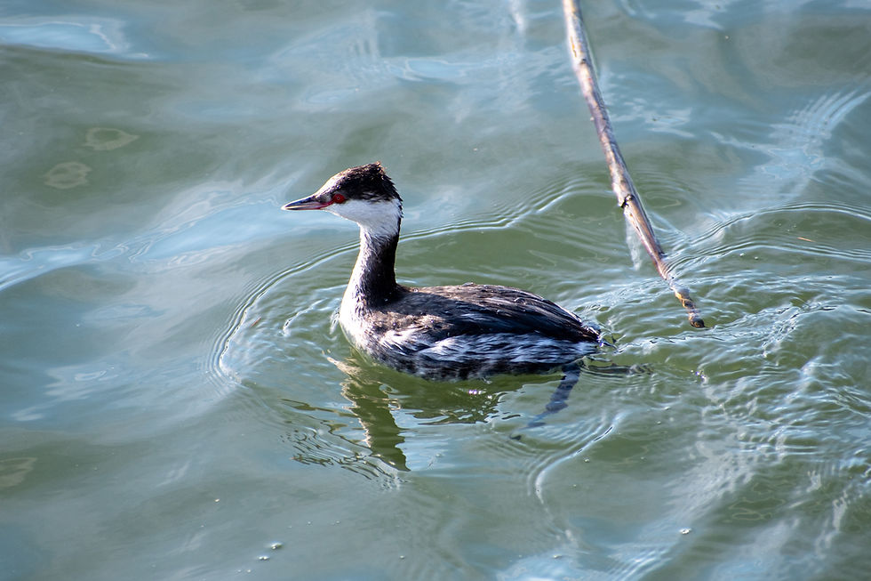 Horned Grebe swimming in winter plumage near Pitt Street Bridge in Mount Pleasant, South Carolina.
