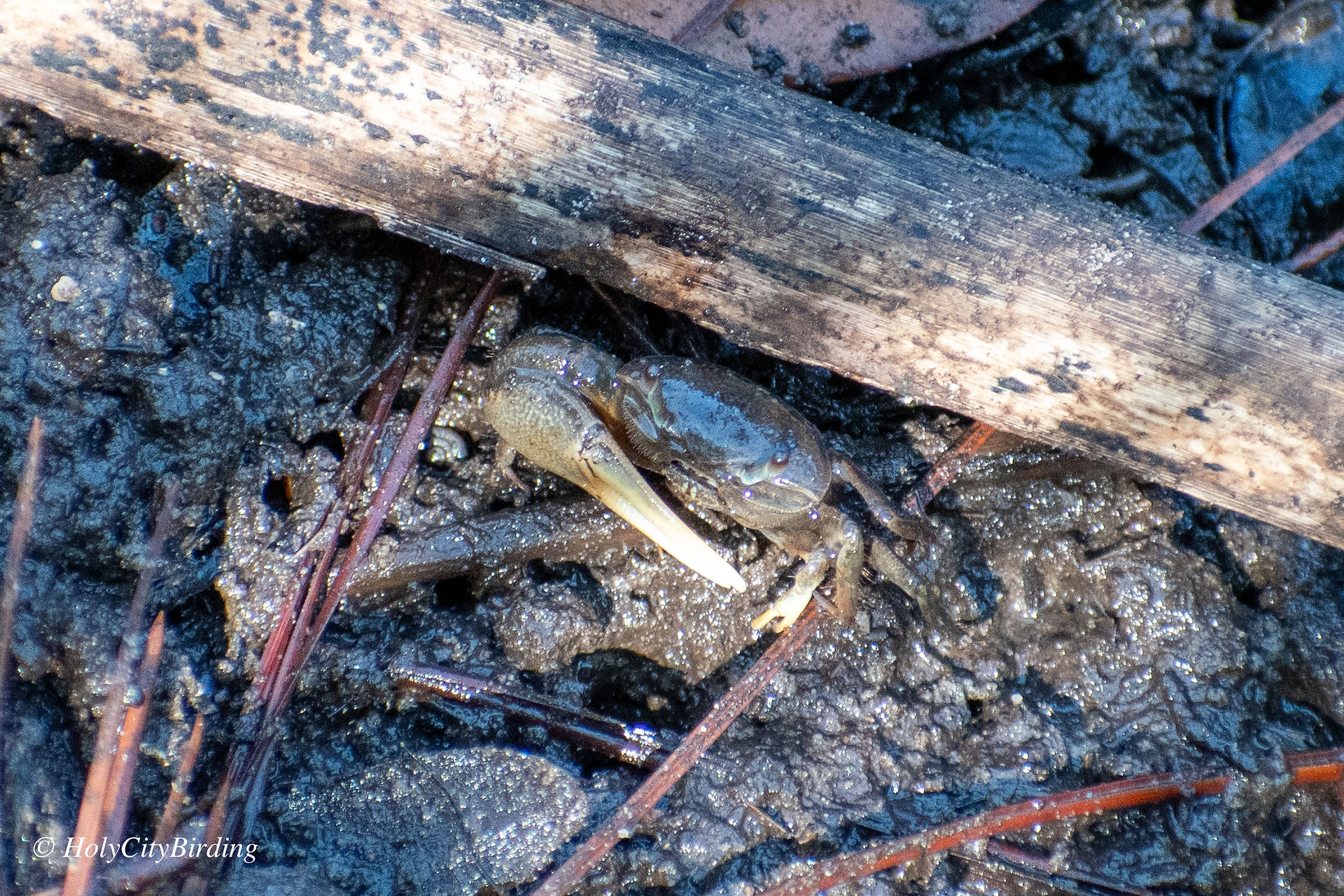 Fiddler Crab