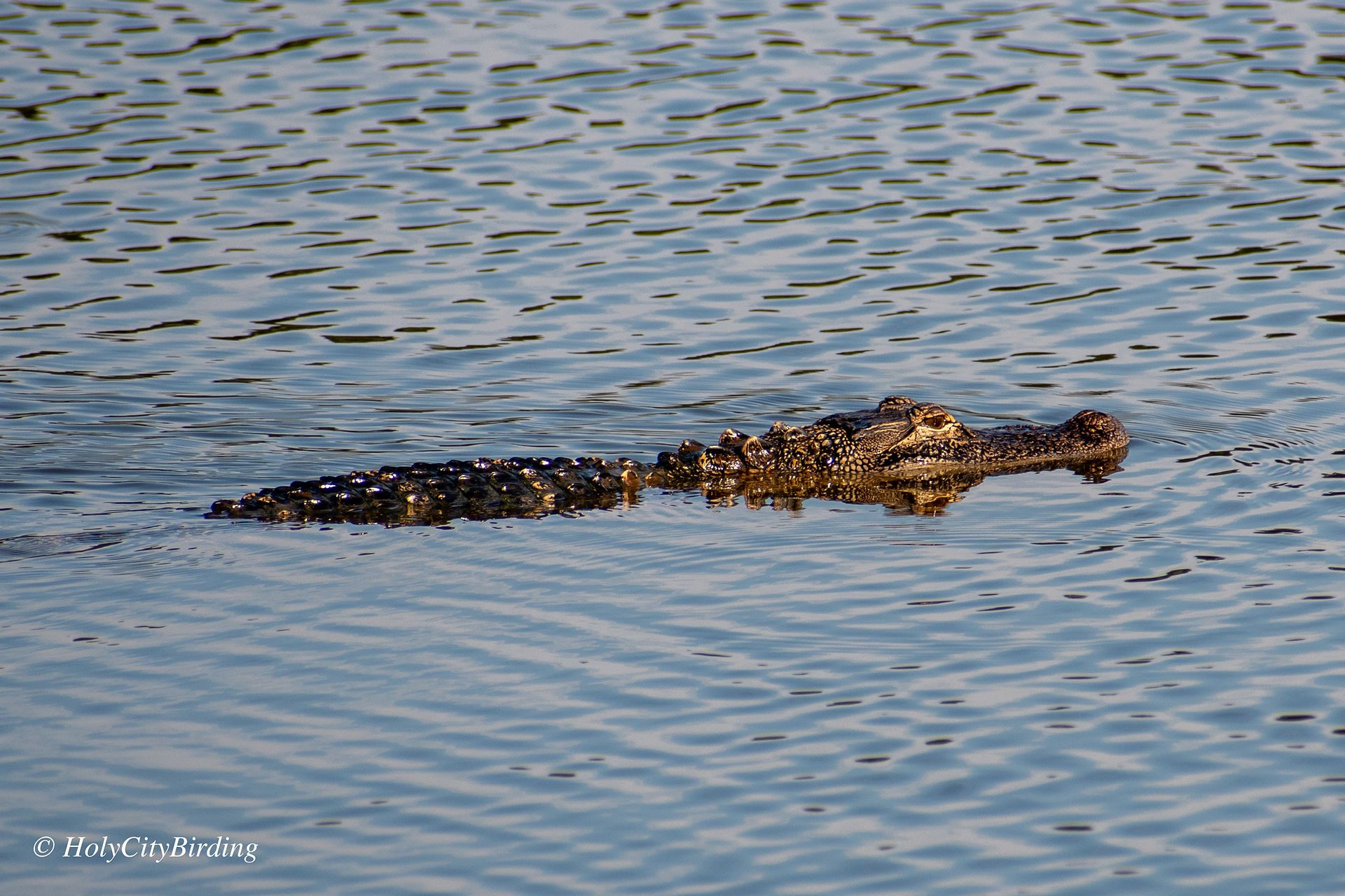 American Alligator