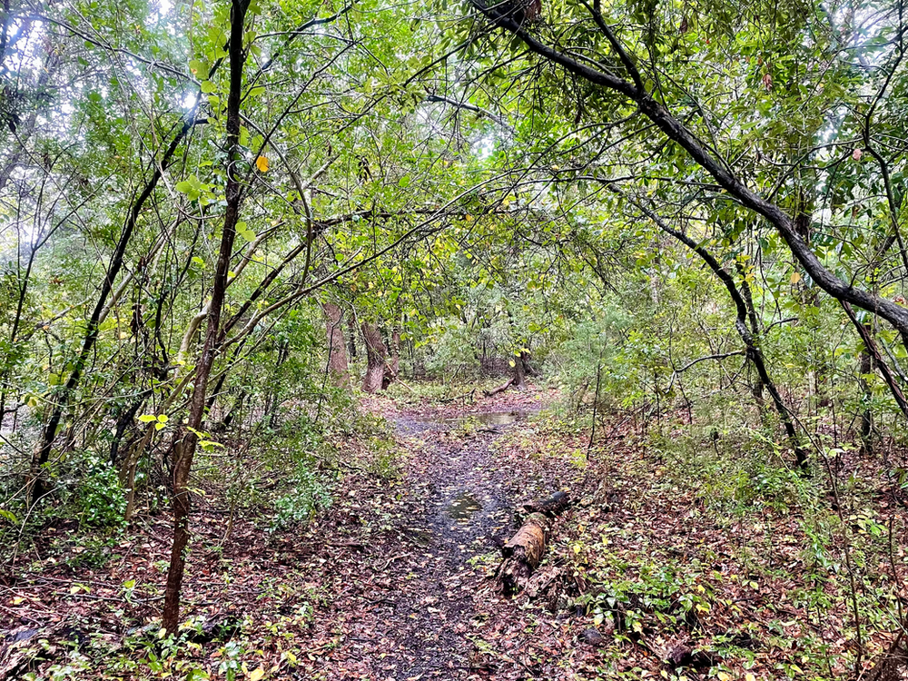 Woods near Fort Moultrie Woods near Fort Moultrie