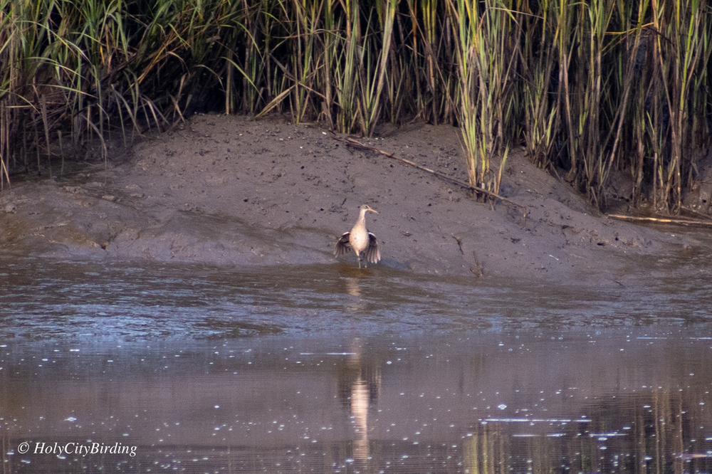 Clapper Rail Clapper Rail