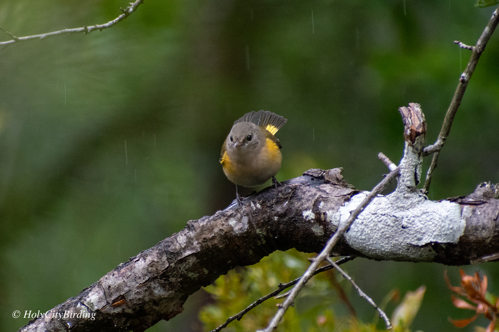 American Redstart American Redstart