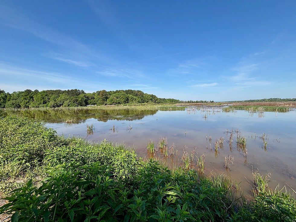 Freshwater impoundment at Magnolia Plantation Charleston with shallow water and marsh vegetation