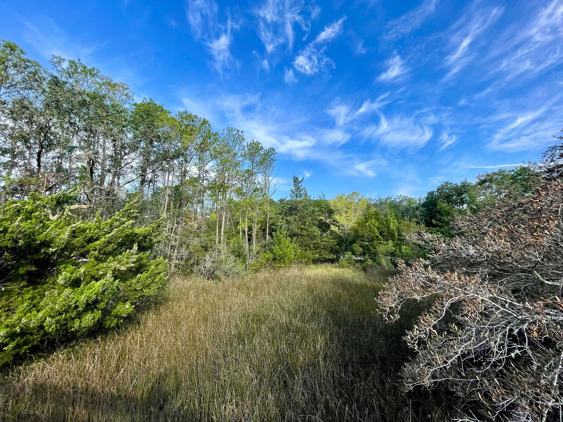 Wooded edge habitat