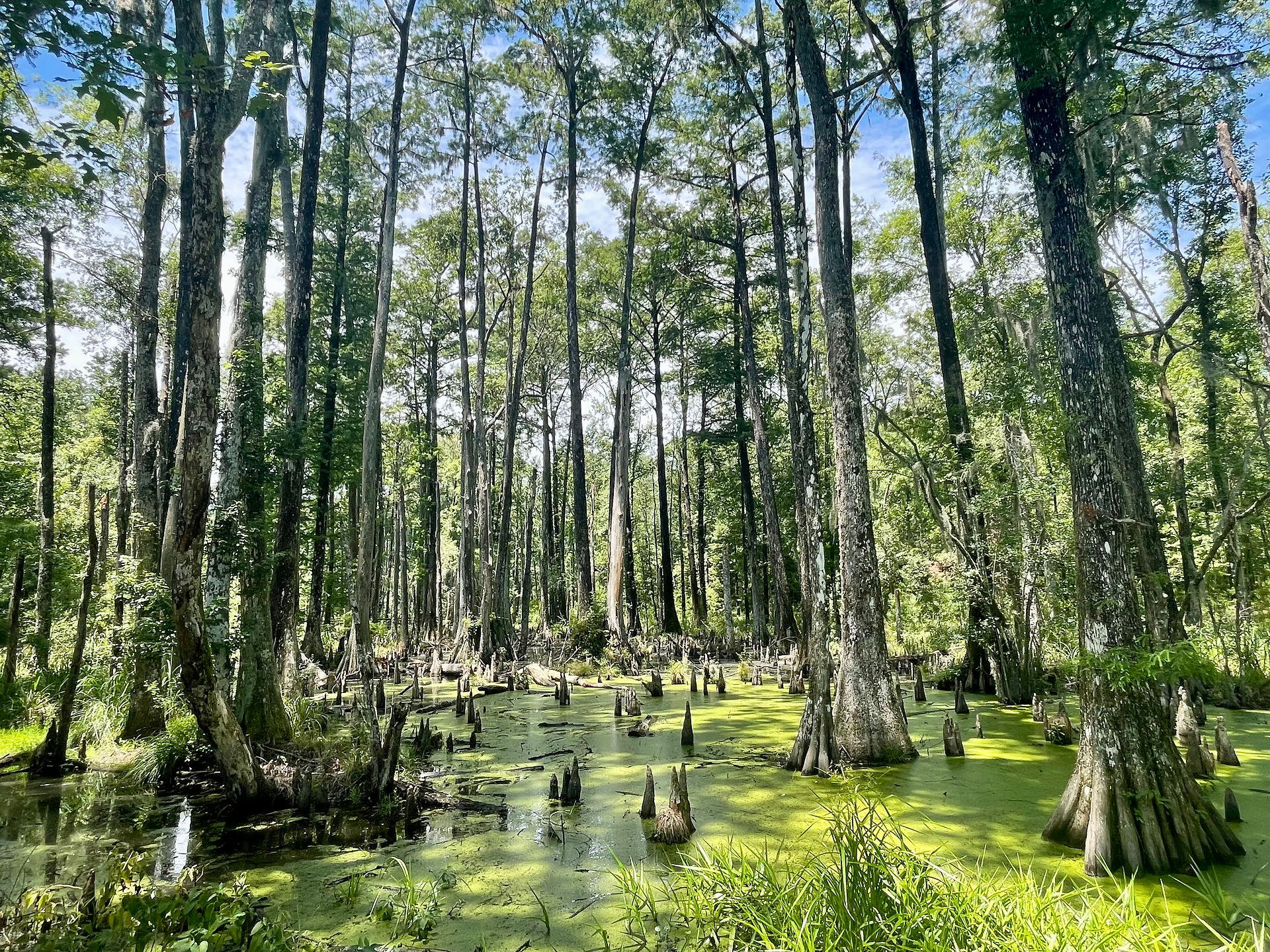 Swamp Habitat
