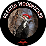 Pileated Woodpecker Sticker.png
