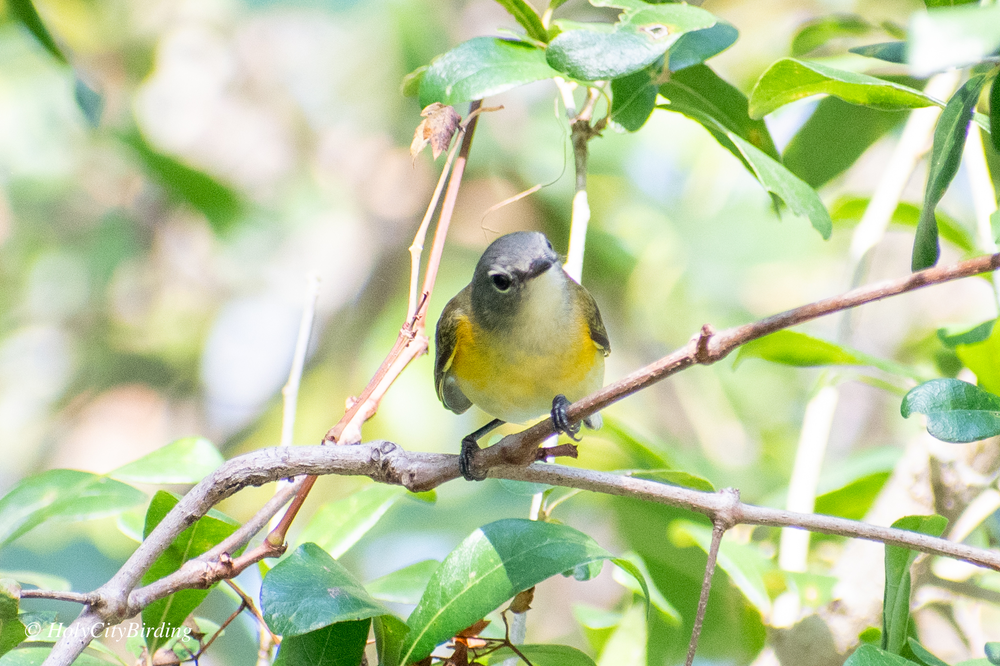 American Redstart American Redstart