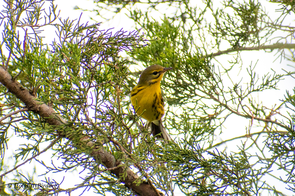 Birding the serene James Island County Park 