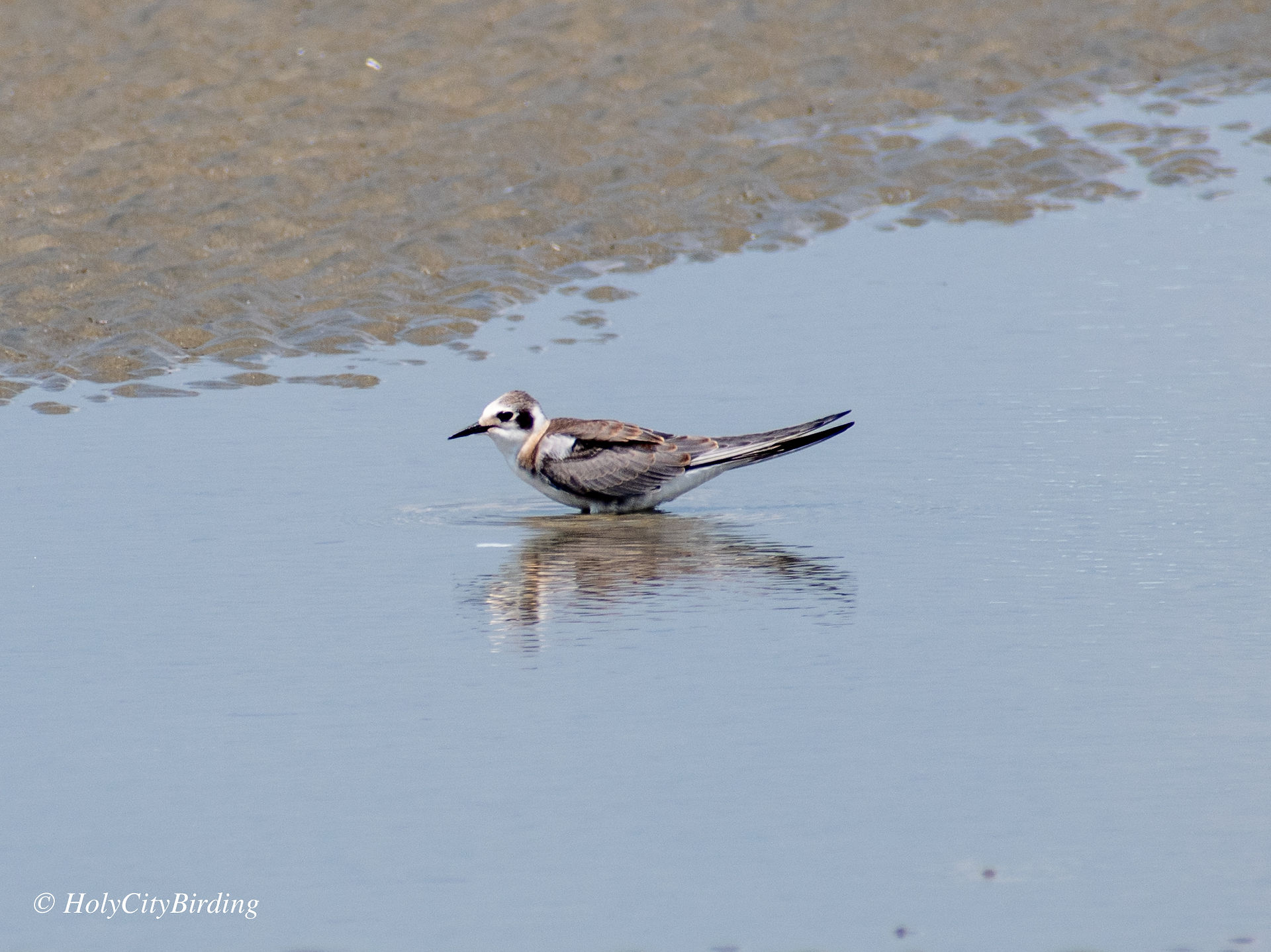Black Tern