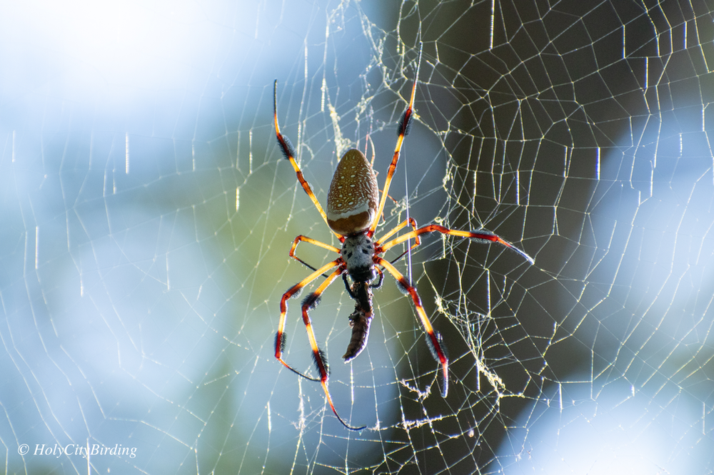 Banana Spider Banana Spider