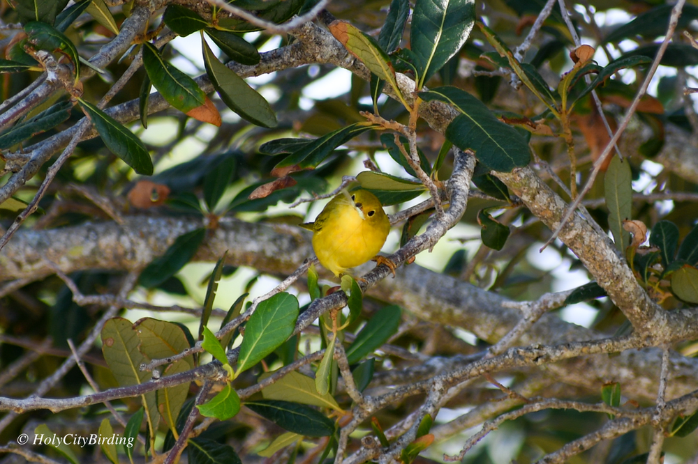 Yellow Warbler Yellow Warbler