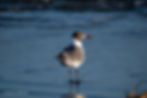 Laughing Gull