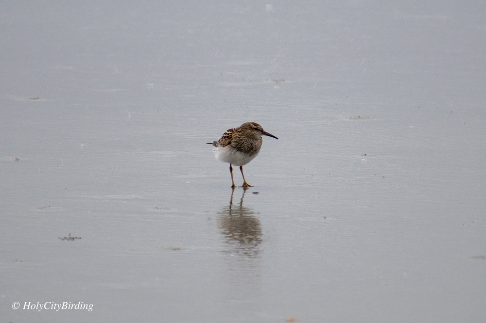 Pectoral Sandpiper Pectoral Sandpiper
