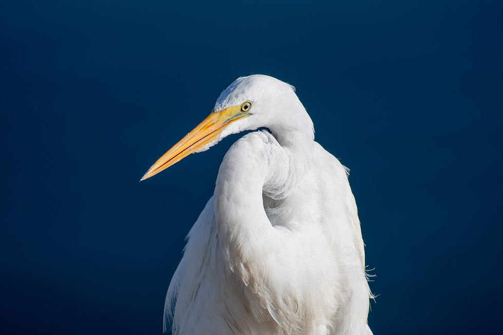 DSC_4605.jpg