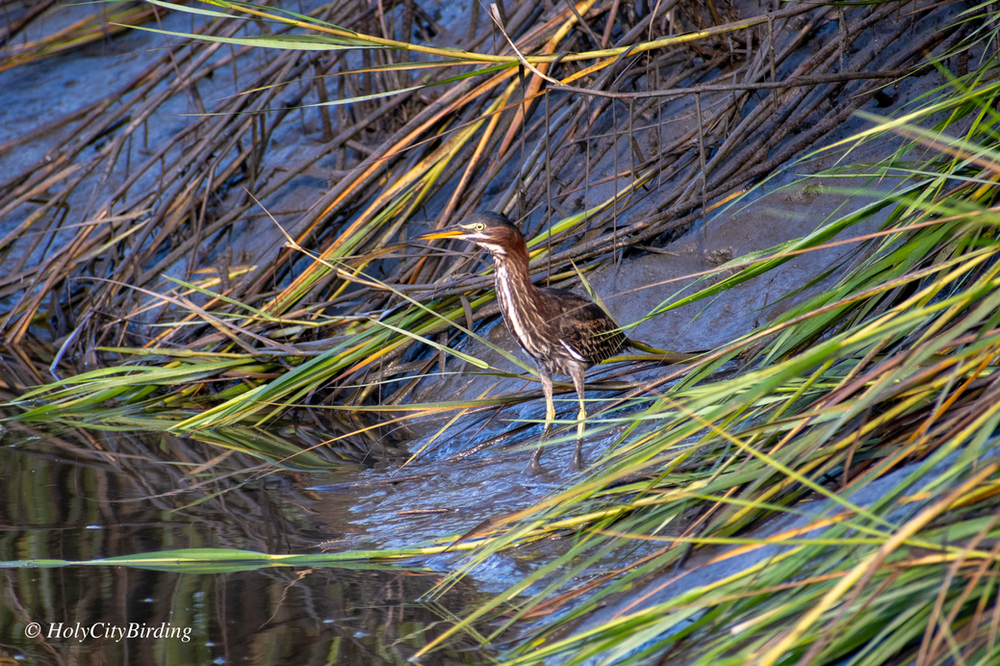 Green Heron Green Heron