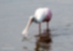 Roseate Spoonbill