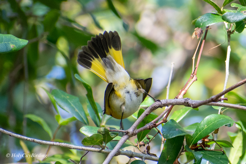 American Redstart American Redstart