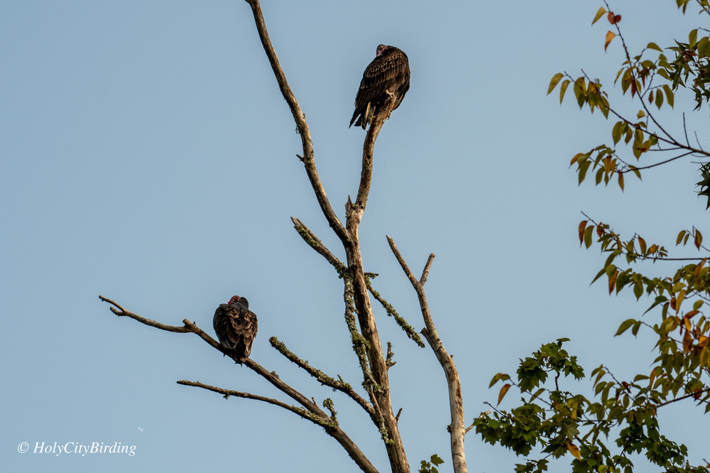 Turkey Vultures Turkey Vultures