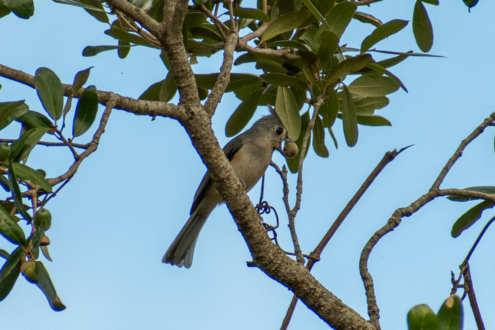 Tufted Titmouse