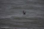 Black Tern