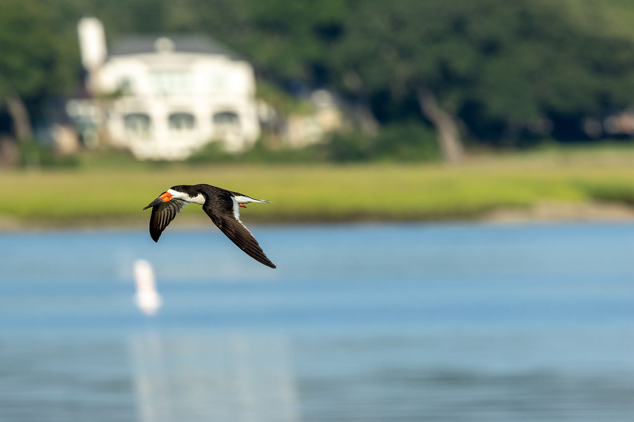Black Skimmer flying over the marsh at Pitt Street Bridge in Mount Pleasant, South Carolina