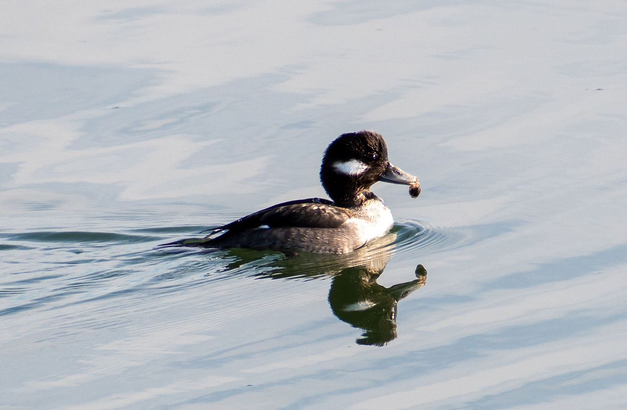 Female Bufflehead