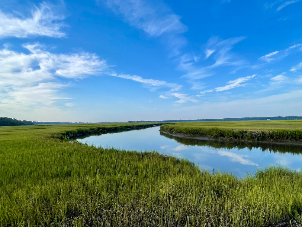 Salt Marsh Salt Marsh