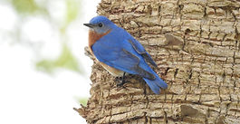Eastern Bluebird