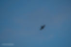 Chimney Swift