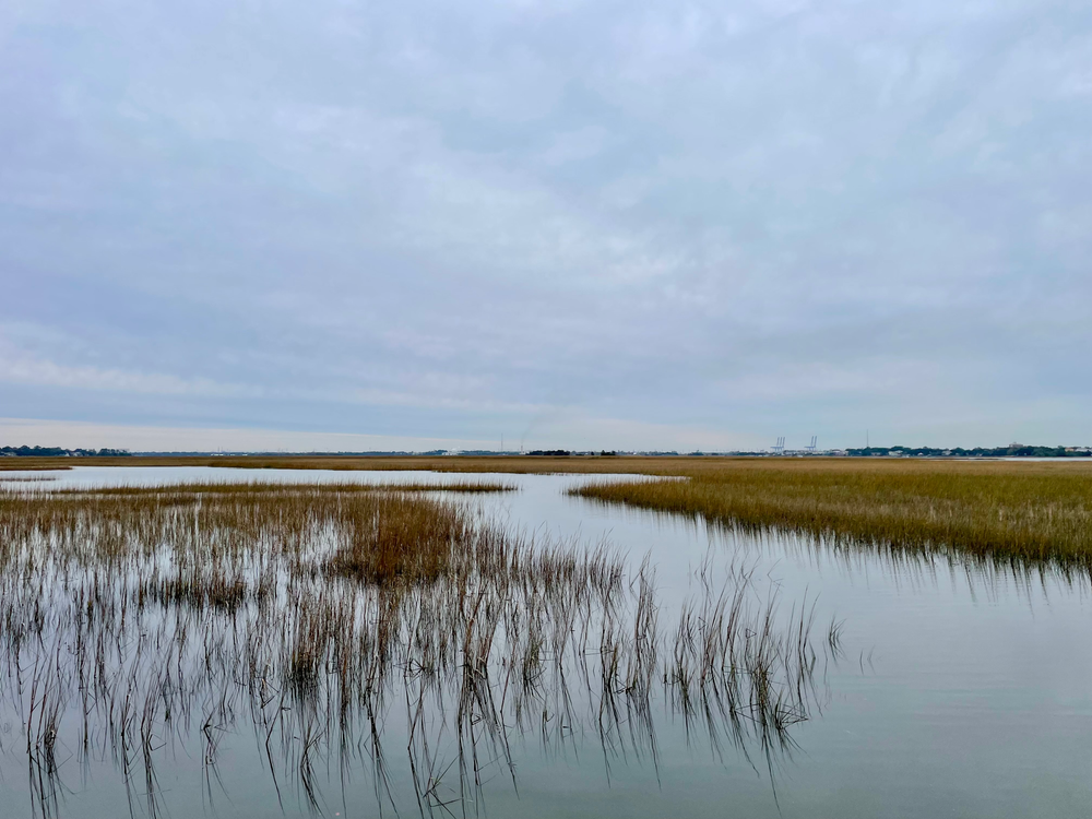 Tidal Marsh (High tide - November)