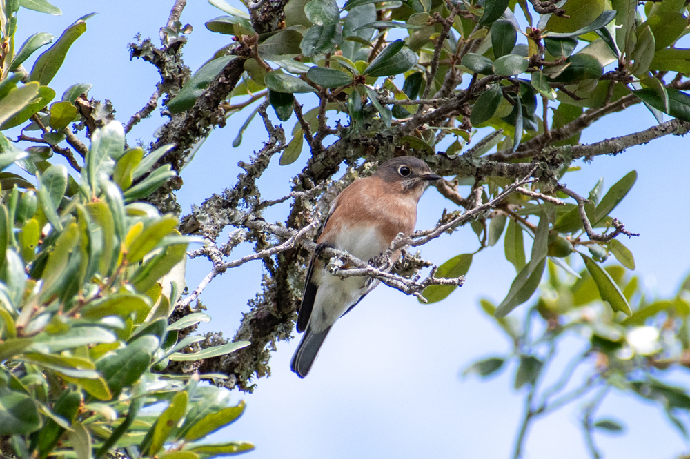 Eastern Bluebird