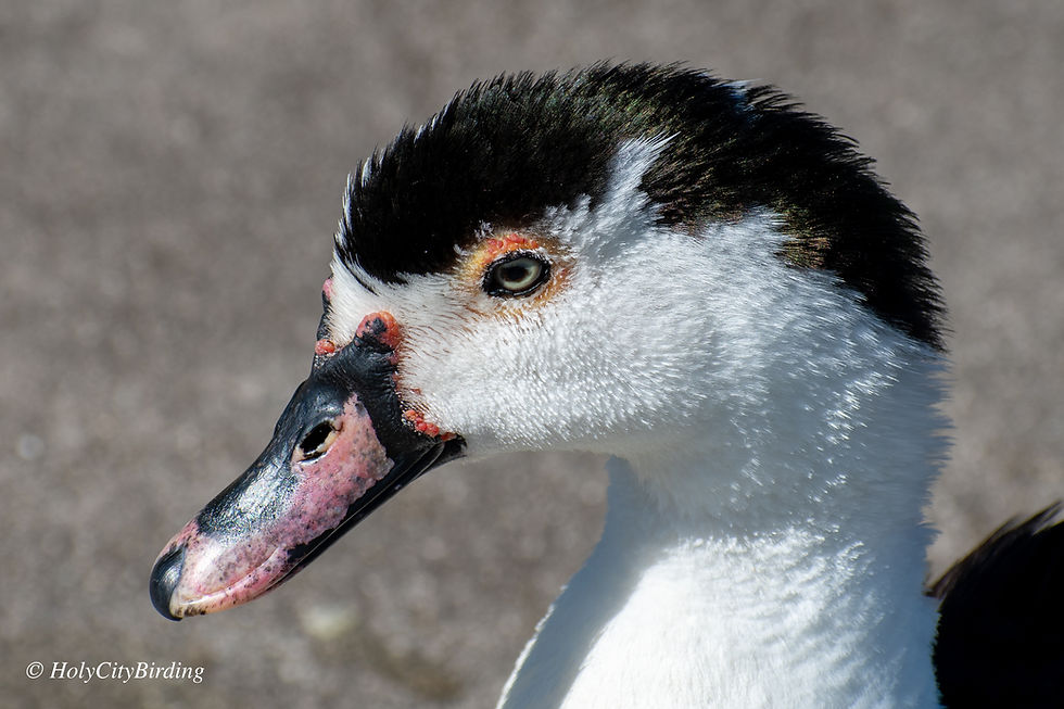 Domestic Duck (mixed species)