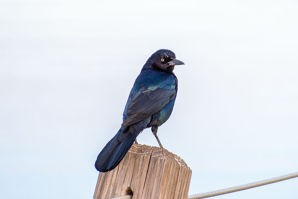 Boat-tailed Grackle perched above the marsh at Pitt Street Bridge.