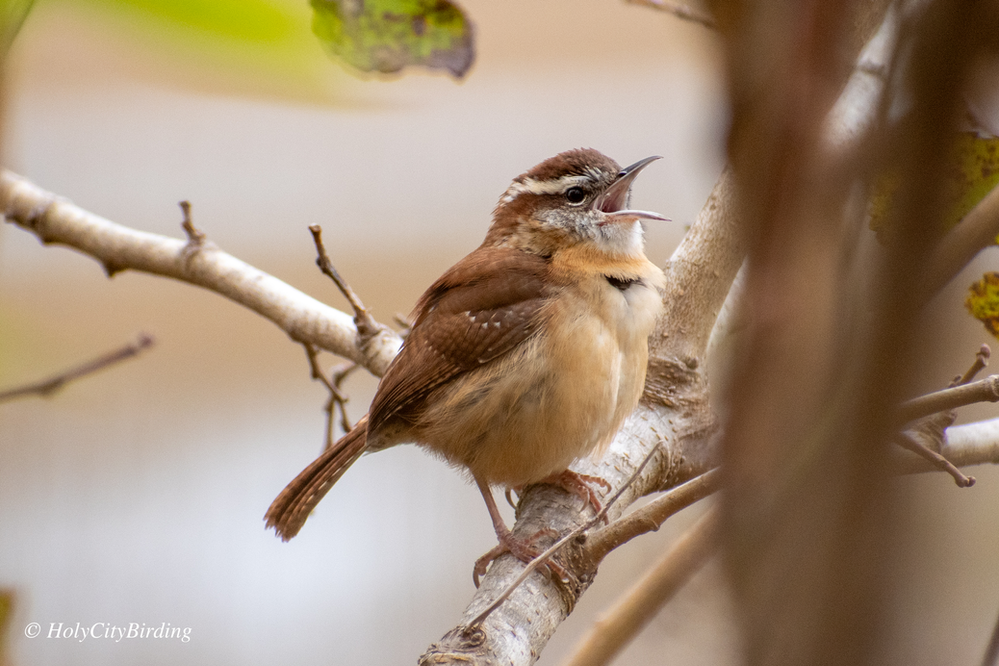 Carolina Wren
