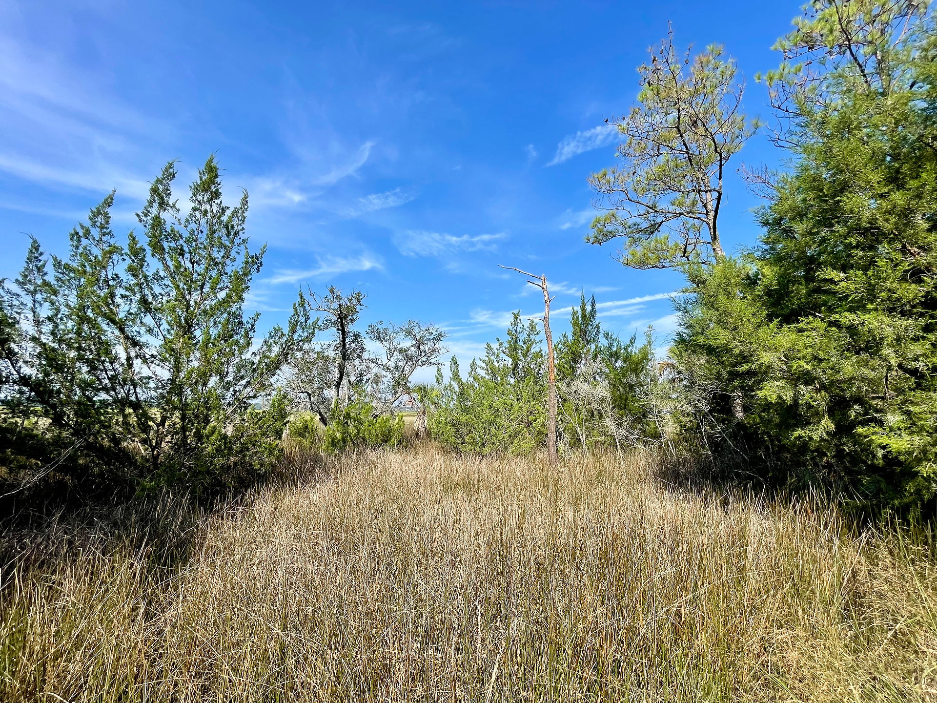 Wetland