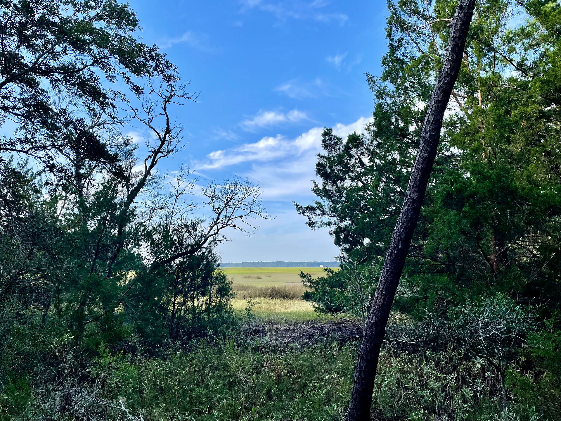 View of marsh 