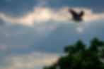 Cooper's Hawk