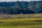 Roseate Spoonbill
