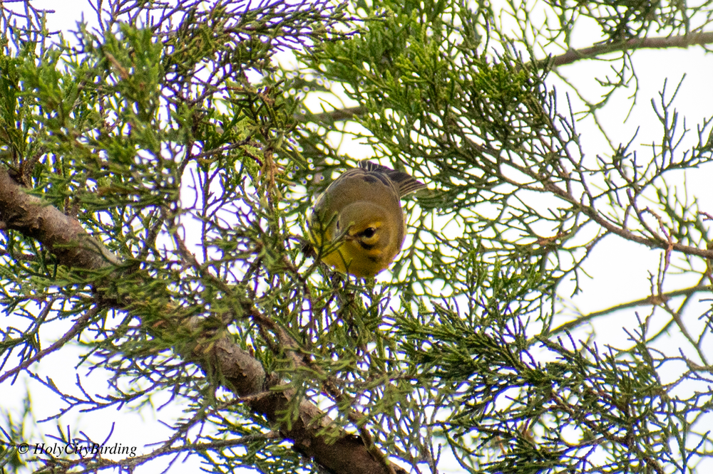 Prairie Warbler Prairie Warbler