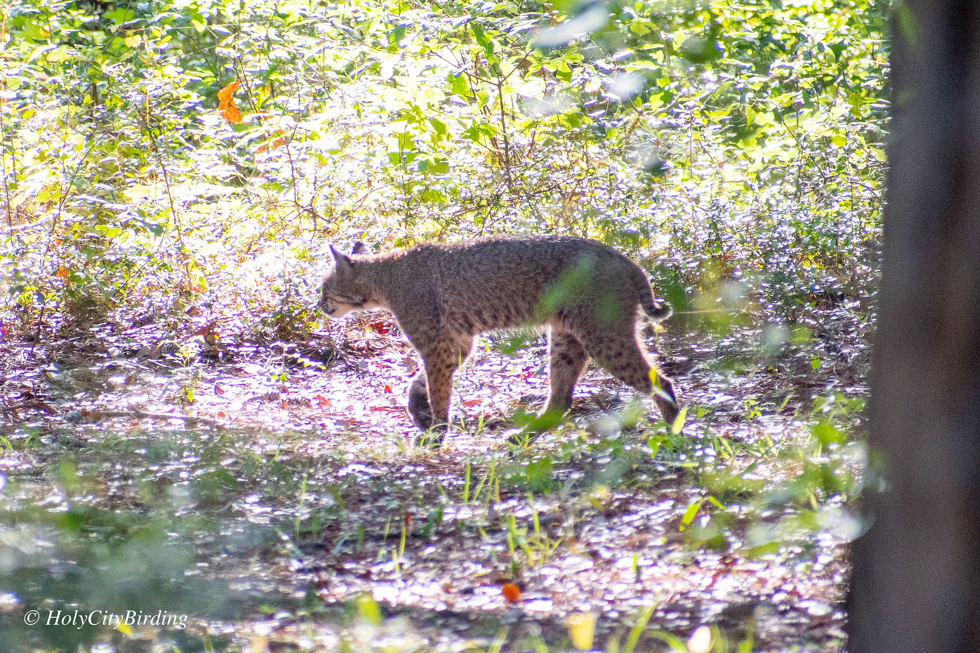 Bobcat
