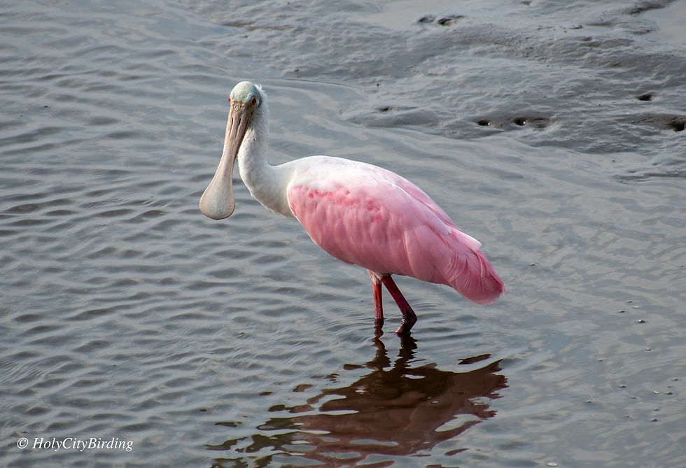 June Bird Walk!