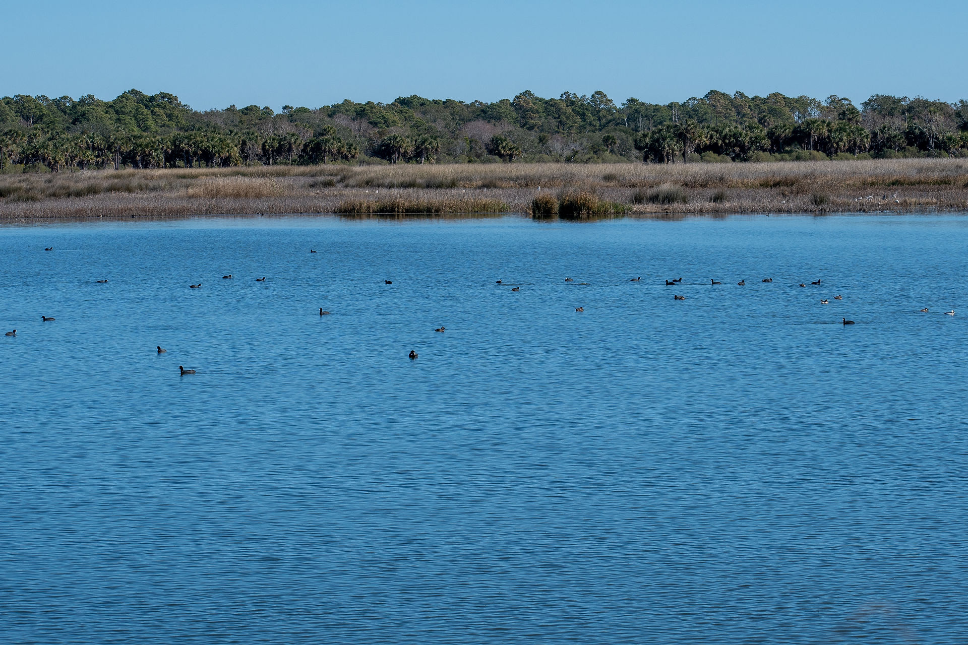 Coots and ducks