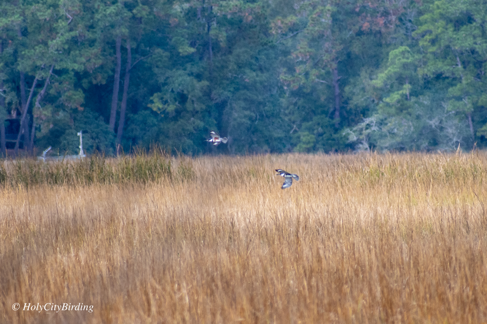 Belted Kingfishers