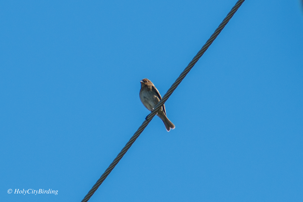 Indigo Bunting Indigo Bunting