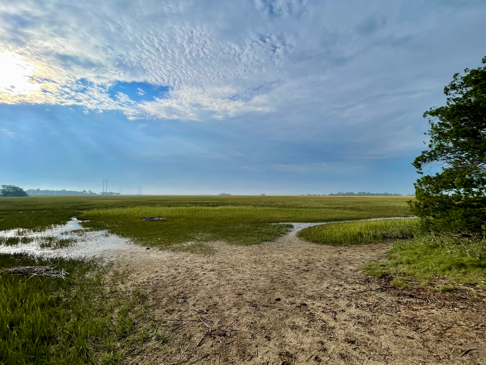 Birding the Town of Mount Pleasant's Marsh View Trail 