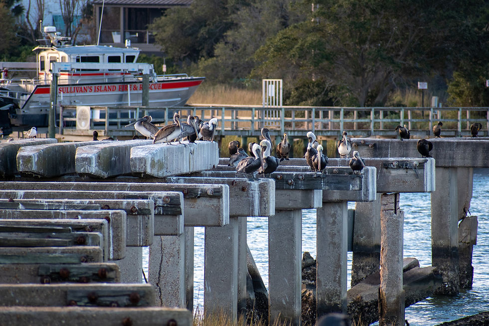 Brown Pelicans and Cormorants resting on the old Pitt Street Bridge structure in Charleston Harbor